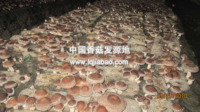 香菇种植基地(图1)