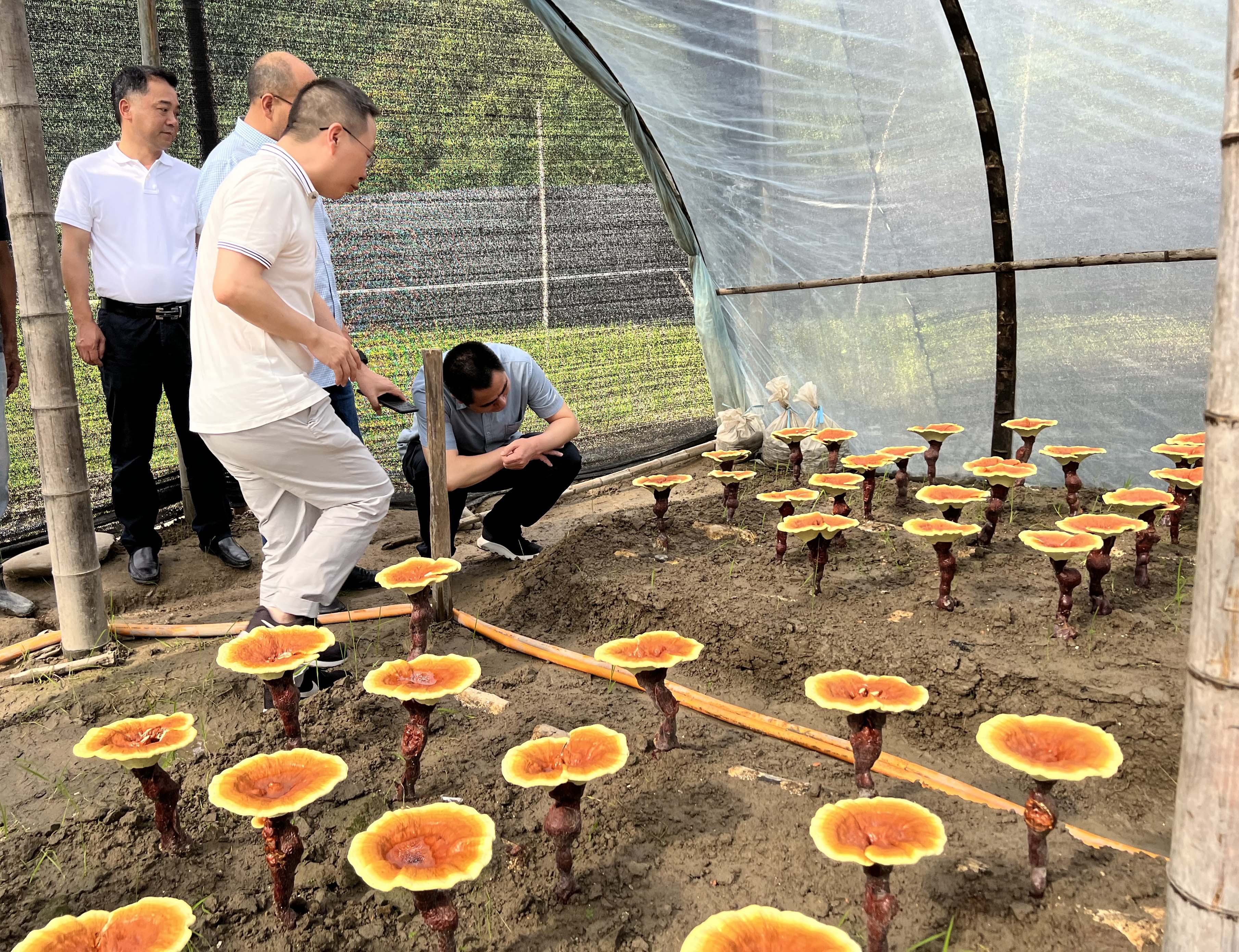 仙芝谷快讯||龙泉市政协、农业农村局、八都镇政府等一行领导来仙芝谷灵芝基地参观调研(图4)