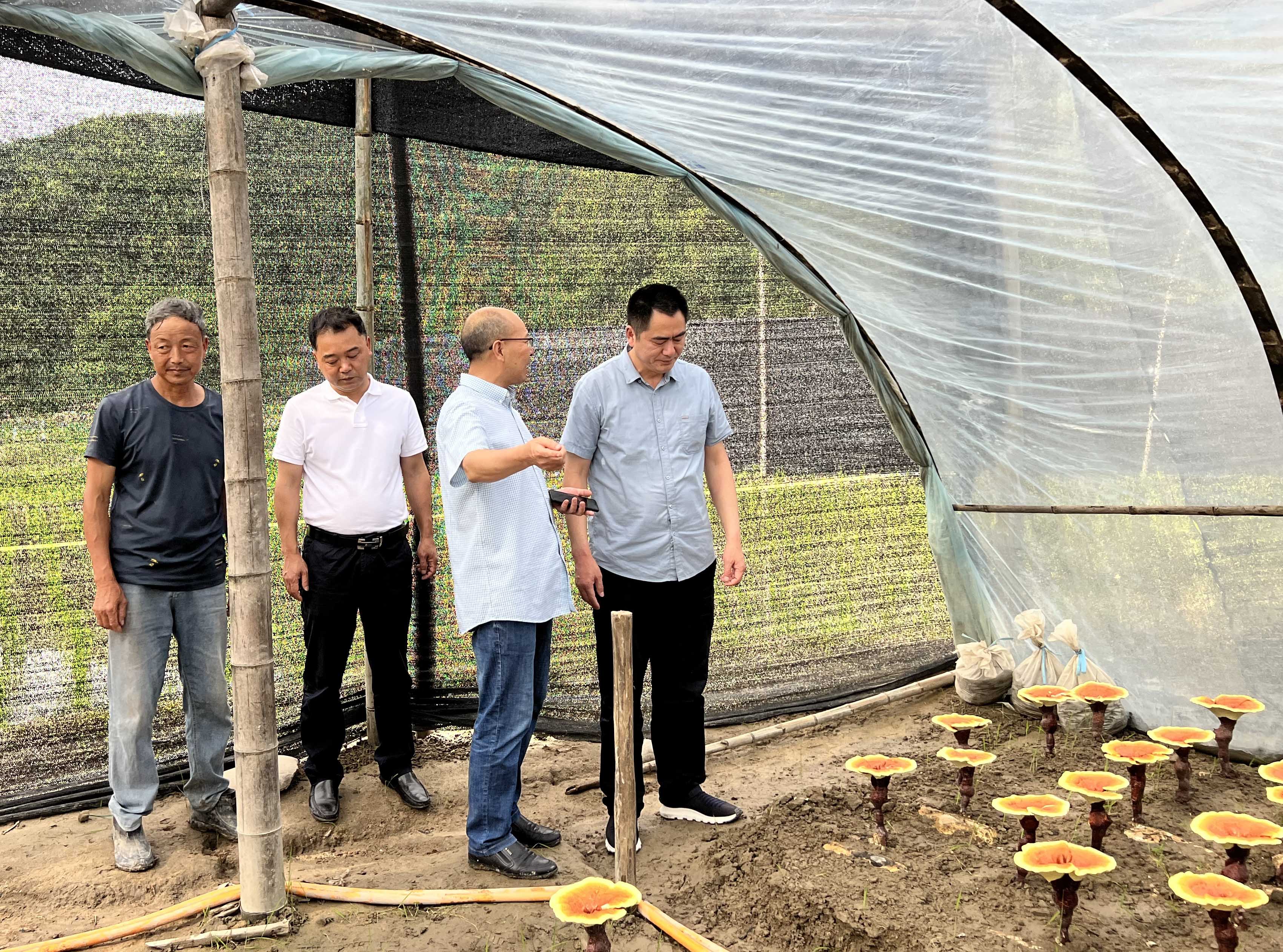 仙芝谷快讯||龙泉市政协、农业农村局、八都镇政府等一行领导来仙芝谷灵芝基地参观调研(图3)